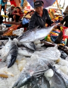 Doanh nghiệp Nhật giúp Bình Định chế biến cá ngừ đại dương